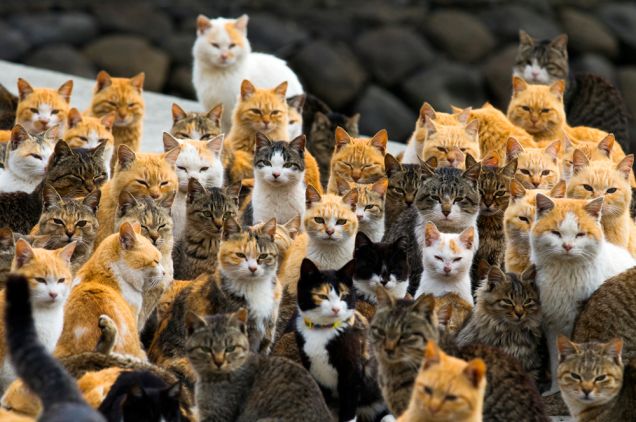 Cat Island: l'isola dei gatti
