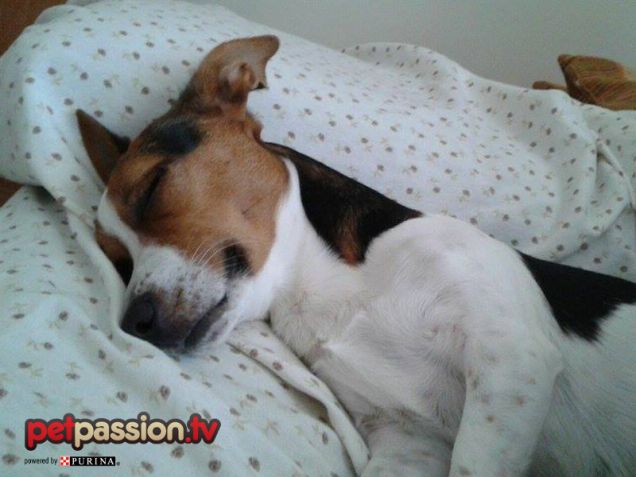 Pepe, Jack Russell che dorme