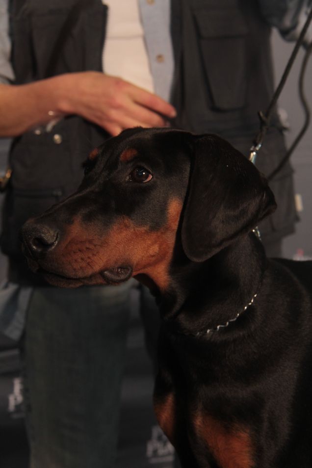 Dobermann Nero Focato