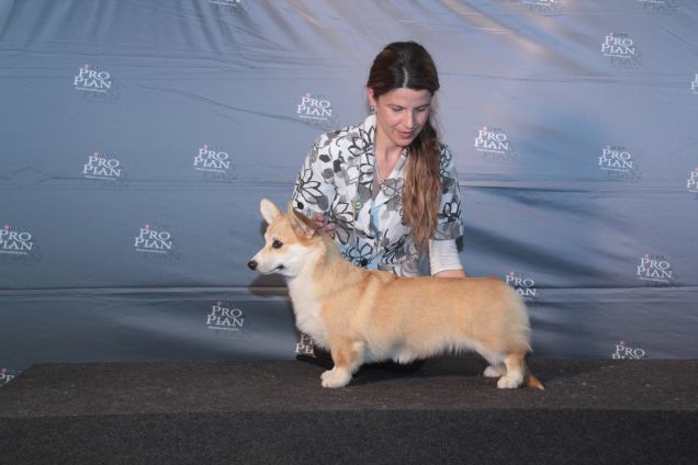 Welsh Corgi Pembroke