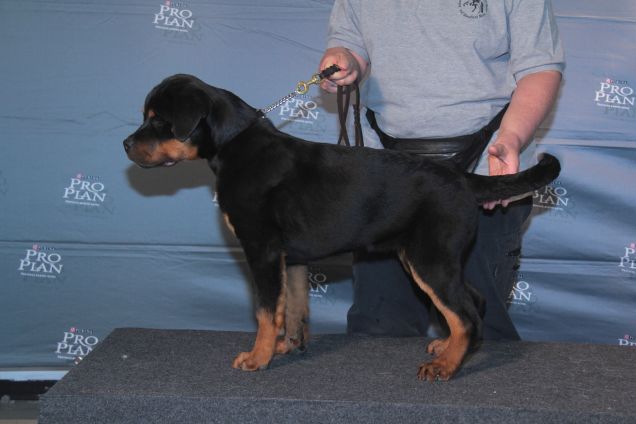 Rottweiler