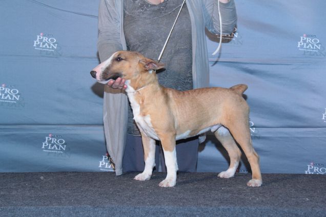 Bull Terrier Inglese Miniatura