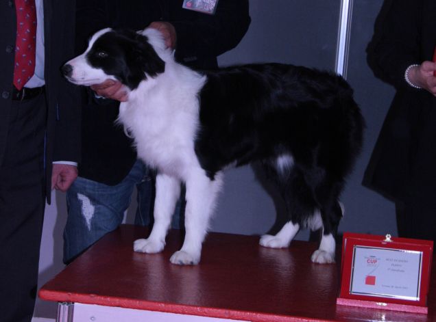 Border Collie