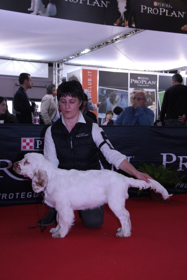 Clumber Spaniel