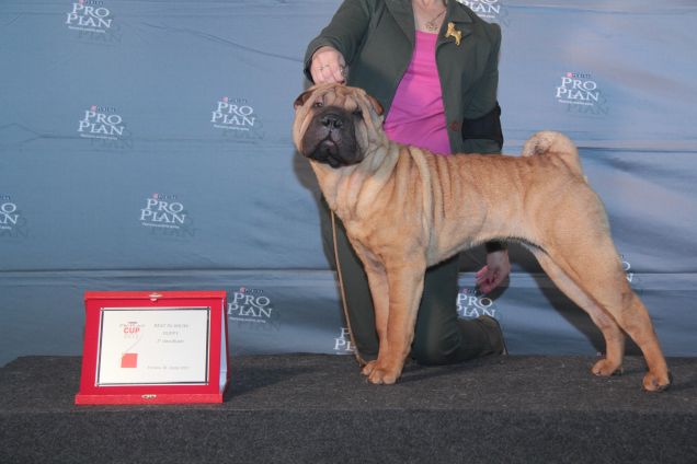 Shar Pei	