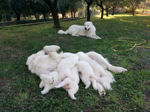 Cuccioli di Pastore Maremmano Abruzzese