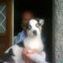 Cucciolo di Husky: urge adozione!