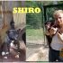 Shiro: piccolo 