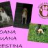 Tre dolcissime beagle cercano famiglia dopo maltrattamenti!