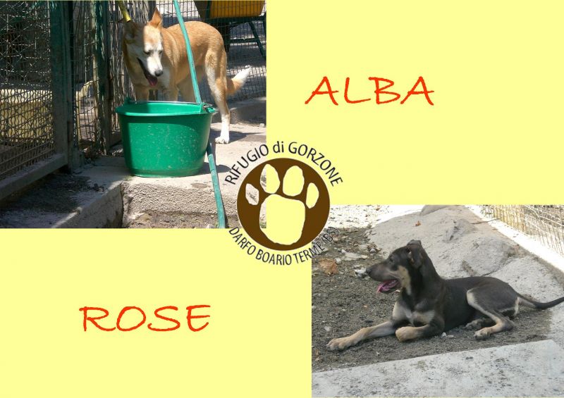 Alba e Rose,cucciole napoletane in cerca d'amore!!!