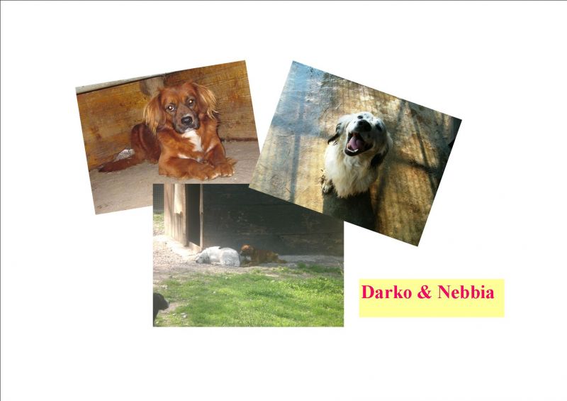 Darko & Nebbia:chiedono solo di restare uniti!!!