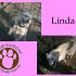 Linda,viva per miracolo..grazie a Save The Dogs