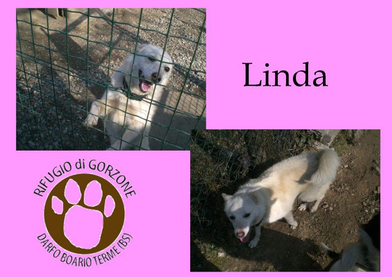 Linda,viva per miracolo..grazie a Save The Dogs