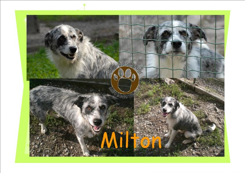 Milton,cucciolone stupendo cerca casa...e' dolcissimo!!!