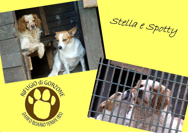 Stella & Spotty:il destino li ha riuniti,ora sono INSEPARABILI!!