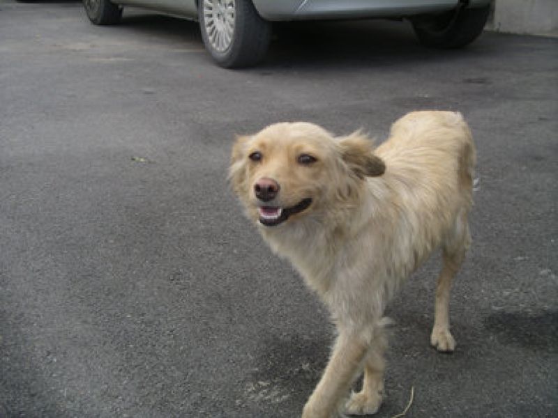 Cagnolina bianca in cerca di coccole