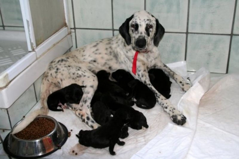 Mamma + cuccioli cercano casa!