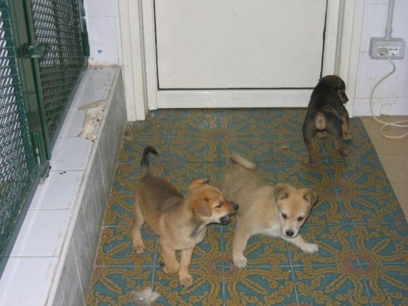 Tre cuccioli da adottare
