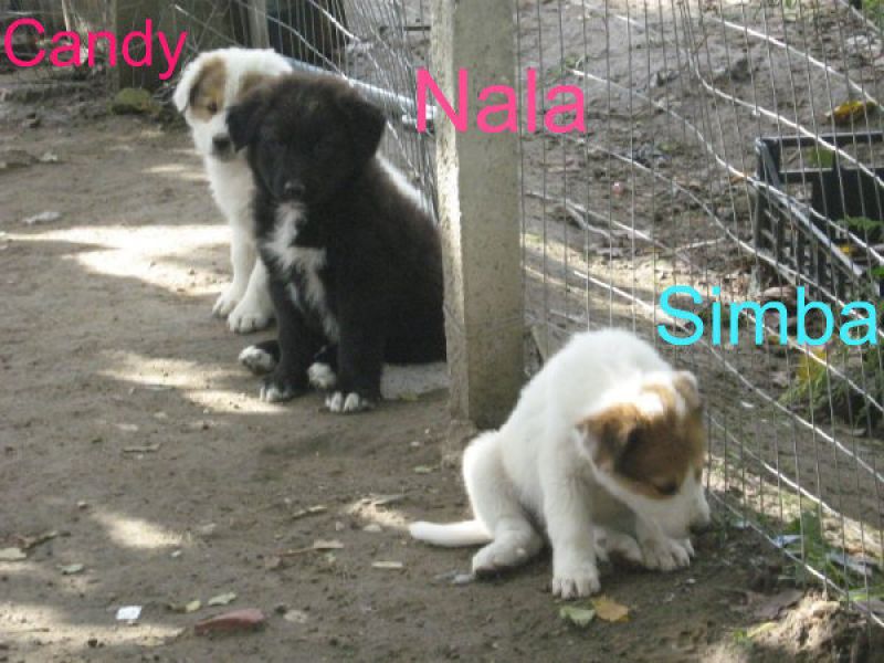 Candy, Nala e Simba