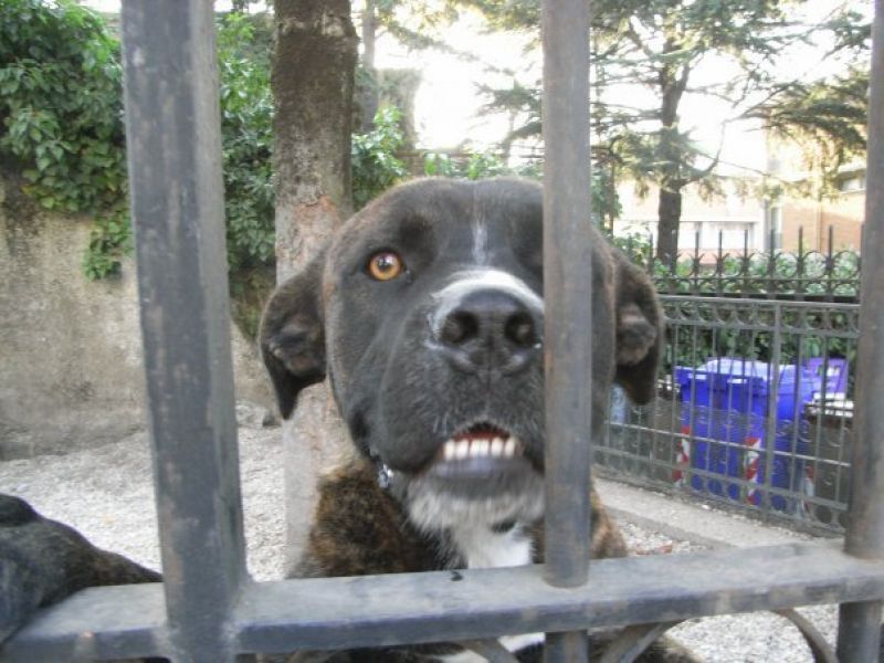 Cane recluso: adottiamolo!