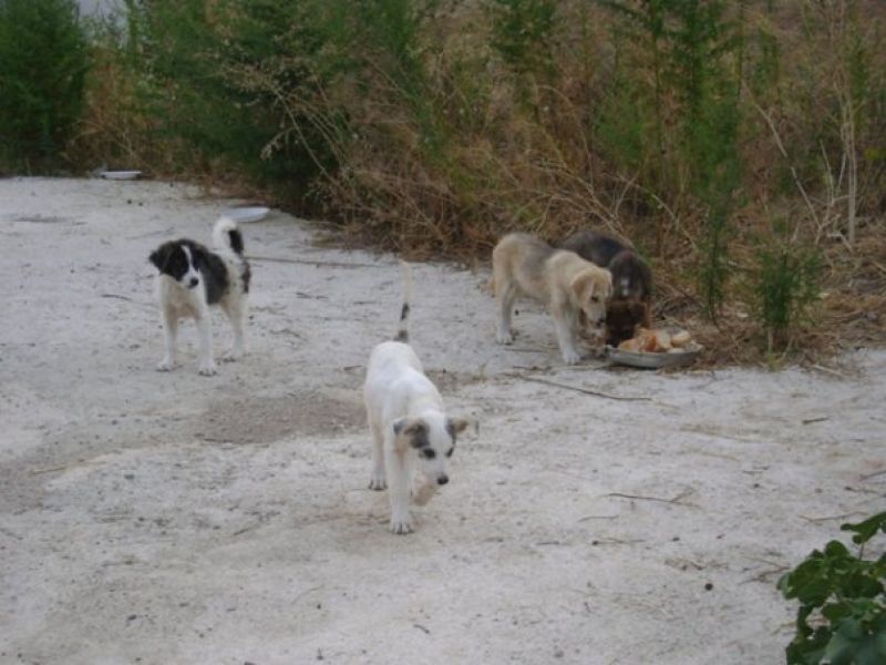 Baronissi (SA): cuccioli cercano casa