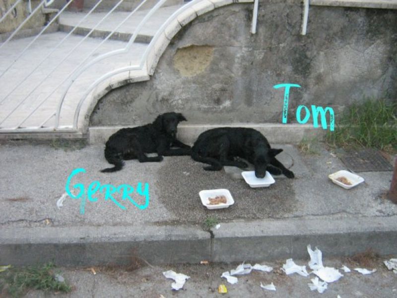 Tom e Gerry: simpatiche canaglie cercano casa