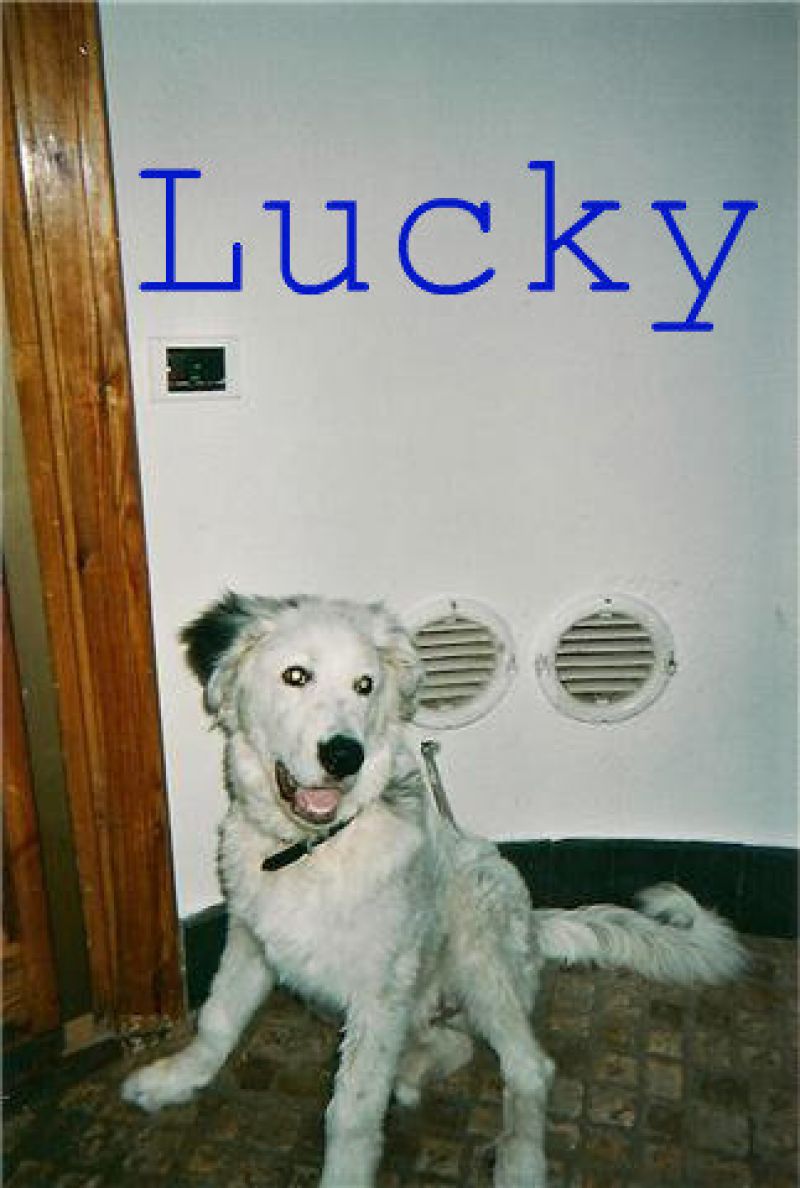 Mi chiamo Lucky: mi adottate!