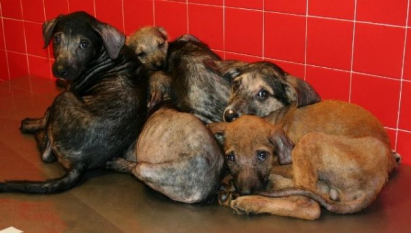 Cucciolini in cerca di casa