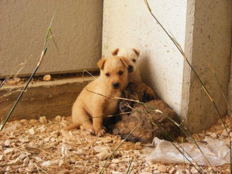 Urgente:  8 cuccioli vicino ad una strada pericolosissima