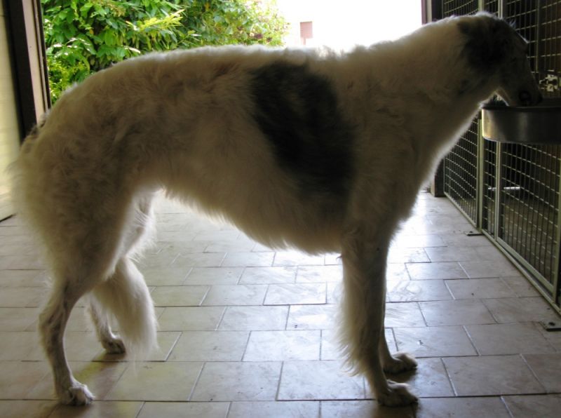 Borzoi (Levrieri Russi) allevamento BIONIC 