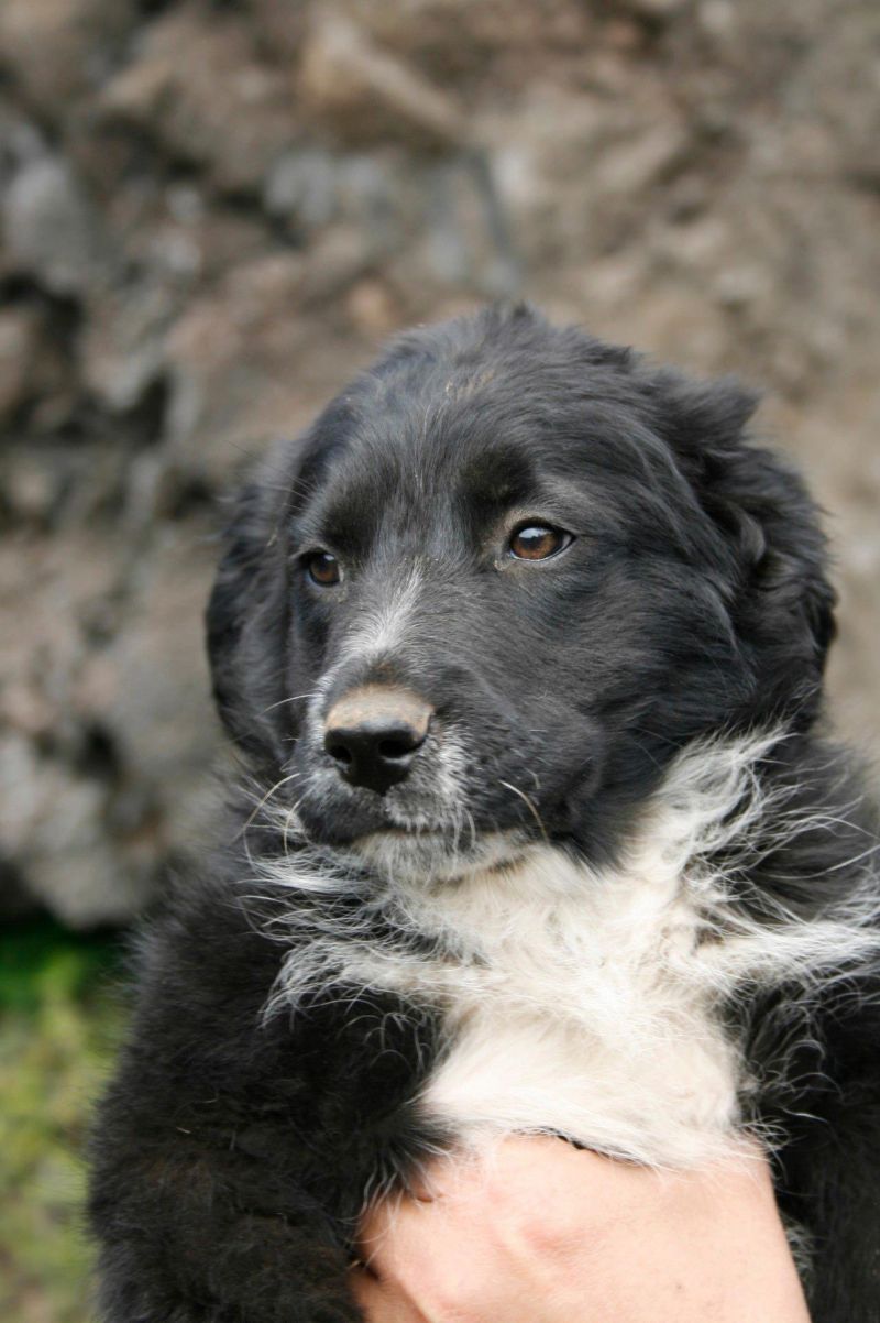 cuccioli trovatelli regalo