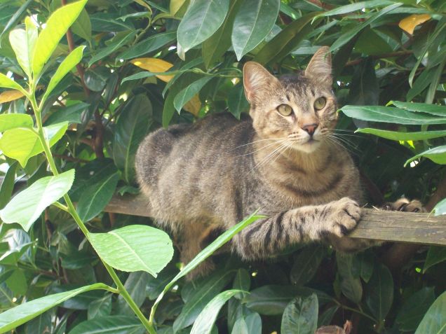 Gatti al fresco