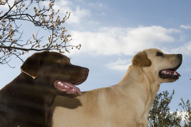 Altea e Angel