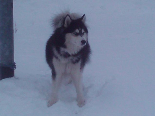 shasta e la neve