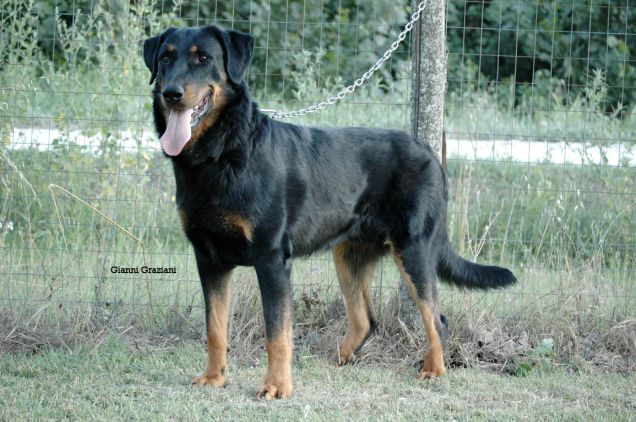 Beauceron