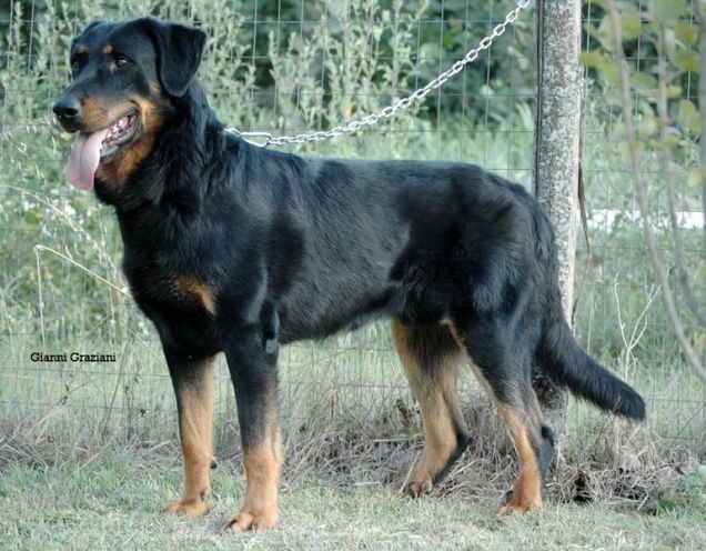 BYRON-beauceron