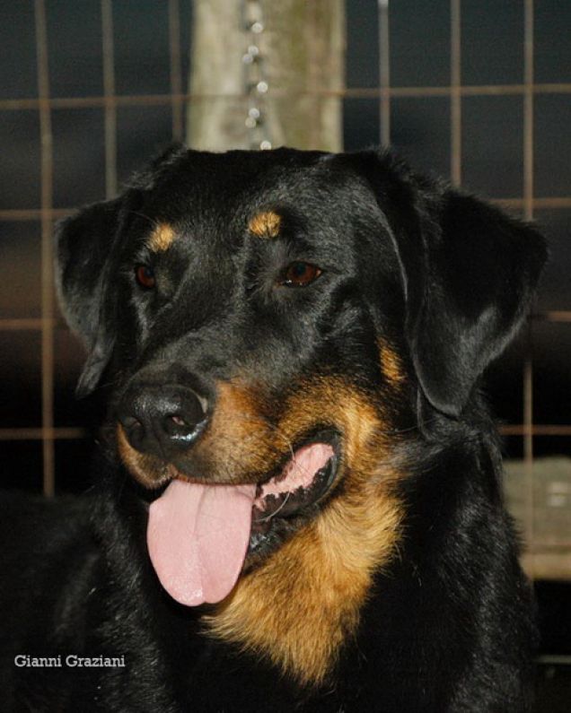 BYRON-beauceron