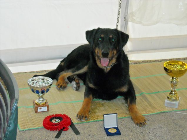 Beauceron   BYRON