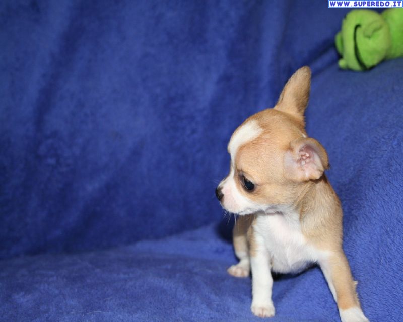 Cerco cucciolo di chihuahua