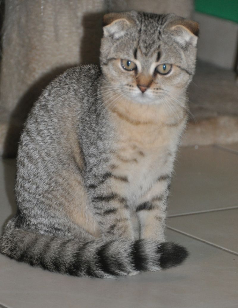 scottish fold