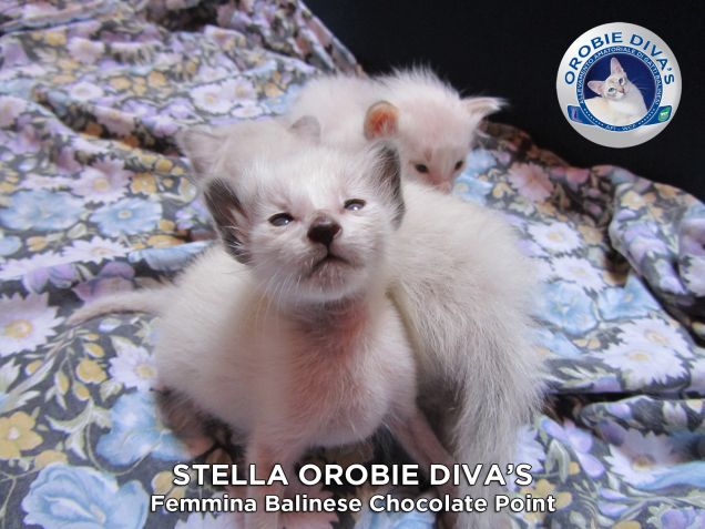 La dolcissima Stella Orobie Diva's
