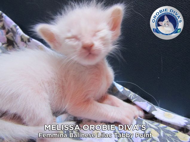 Dolcissima Melissa Orobie Diva's