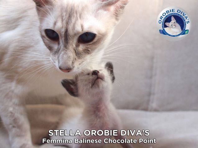 Mamma Diva e la sua piccola Stella