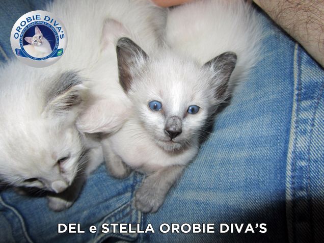 Tenerissima STELLA OROBIE DIVA'S