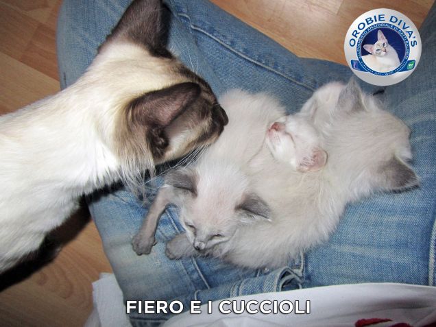 Fiero e i cuccioli