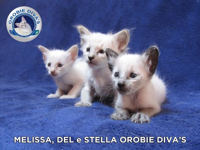 Le meraviglie di OROBIE DIVA'S