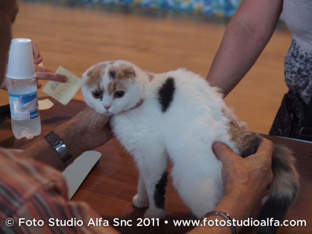 Scottish Fold