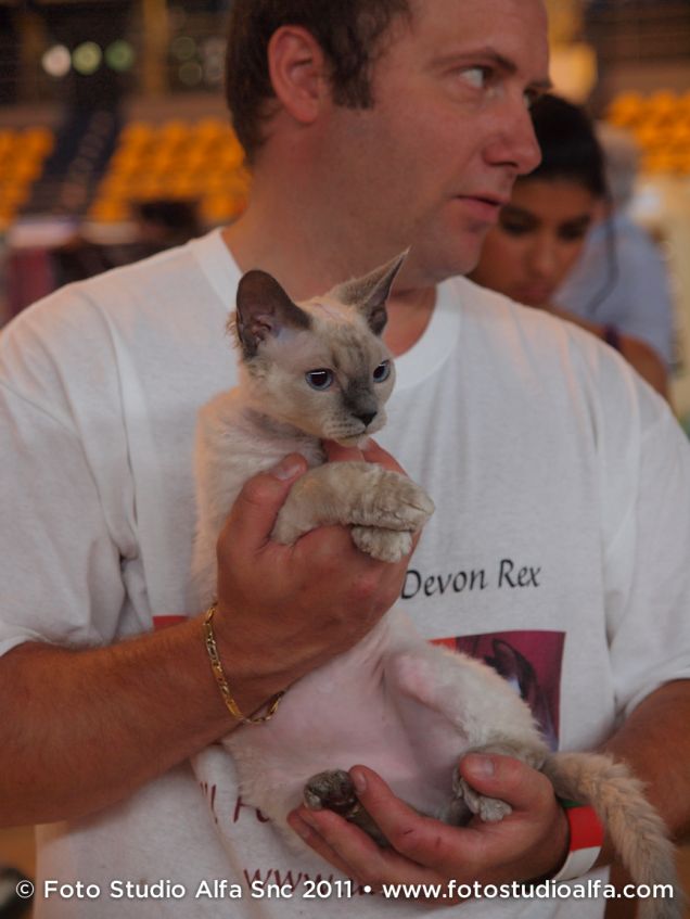 Devon Rex