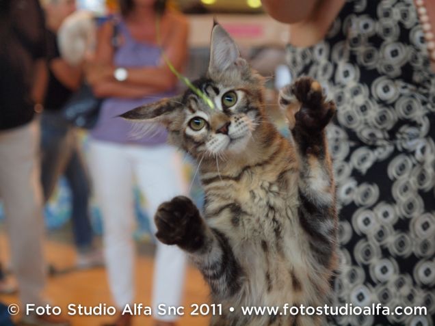 Maine Coon