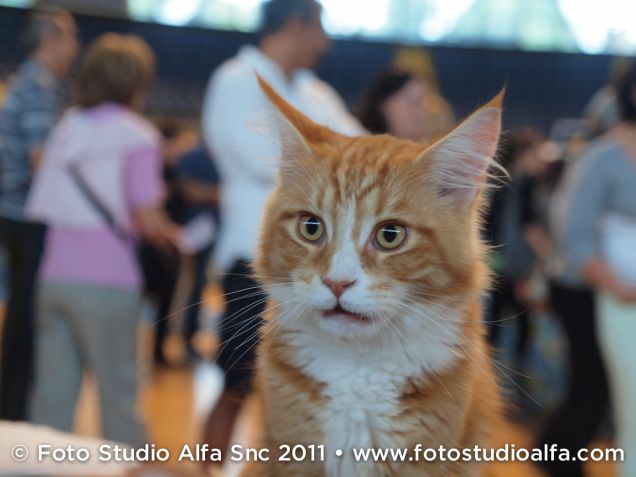 Maine Coon